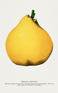 Meech's Prolific pear lithograph.  Digitally enhanced from our own original 1900 edition plates of Botanical Specimen published by Rochester Lithographing and Printing Company.