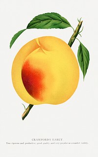 Crawford's Early peach lithograph.  Digitally enhanced from our own original 1900 edition plates of Botanical Specimen published by Rochester Lithographing and Printing Company.