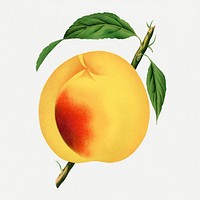 Peach clipart, vintage fruit illustration psd