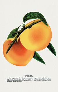 Wager peach lithograph.  Digitally enhanced from our own original 1900 edition plates of Botanical Specimen published by Rochester Lithographing and Printing Company.