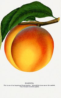 Elberta peach lithograph.  Digitally enhanced from our own original 1900 edition plates of Botanical Specimen published by Rochester Lithographing and Printing Company.