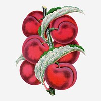 Red plum illustration vintage fruit & botanical vector