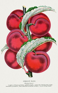 Apricot plum lithograph from Botanical Specimen published by Rochester Lithographing and Printing Company. Digitally enhanced from our own original 1900 edition plates.