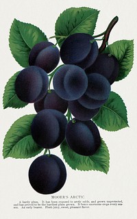 Mooer's Arctic plum lithograph from Botanical Specimen published by Rochester Lithographing and Printing Company. Digitally enhanced from our own original 1900 edition plates.