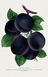 Shippers Pride plum lithograph from Botanical Specimen published by Rochester Lithographing and Printing Company. Digitally enhanced from our own original 1900 edition plates.