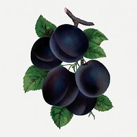 Blue plum clipart, vintage fruit illustration psd