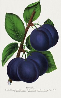 Niagara plum lithograph.  Digitally enhanced from our own original 1900 edition plates of Botanical Specimen published by Rochester Lithographing and Printing Company.