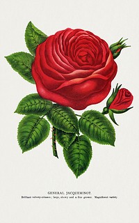 Red rose, General Jacquemont flower lithograph.  Digitally enhanced from our own original 1900 edition plates of Botanical Specimen published by Rochester Lithographing and Printing Company.