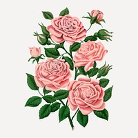 Pink climbing rose illustration, vintage flower vector