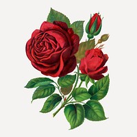 Red rose illustration, vintage flower vector