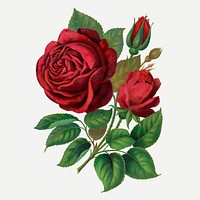 Red rose sticker, vintage flower illustration psd