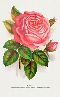 Pink rose, La Reine lithograph.  Digitally enhanced from our own original 1900 edition plates of Botanical Specimen published by Rochester Lithographing and Printing Company.