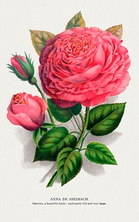 Pink rose, Anna De Diesbach lithograph.  Digitally enhanced from our own original 1900 edition plates of Botanical Specimen published by Rochester Lithographing and Printing Company.