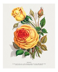 Sunset rose art print, vintage flower lithograph