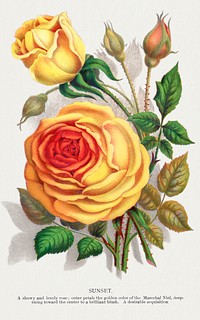 lithograph from Botanical Specimen published by Rochester Lithographing and Printing Company. Digitally enhanced from our own original 1900 edition plates.