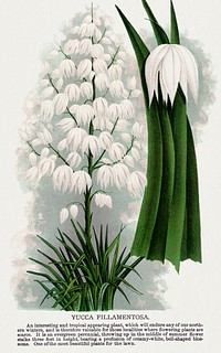 Yucca Fillamentosa flower lithograph.  Digitally enhanced from our own original 1900 edition plates of Botanical Specimen published by Rochester Lithographing and Printing Company.