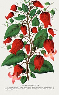 Red flower, Clematis Coccinea lithograph.  Digitally enhanced from our own original 1900 edition plates of Botanical Specimen published by Rochester Lithographing and Printing Company.