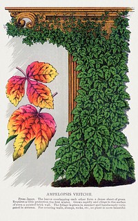 Amelopsis Veitchii ivy lithograph.  Digitally enhanced from our own original 1900 edition plates of Botanical Specimen published by Rochester Lithographing and Printing Company.