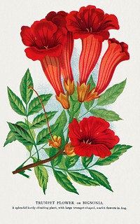 Trumpet flower lithograph.  Digitally enhanced from our own original 1900 edition plates of Botanical Specimen published by Rochester Lithographing and Printing Company.