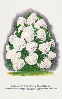Hydrangea Paniculata Grandiflora flowers lithograph.  Digitally enhanced from our own original 1900 edition plates of Botanical Specimen published by Rochester Lithographing and Printing Company.