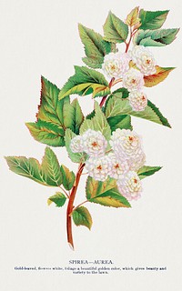 Spirea Aurea flowers lithograph.  Digitally enhanced from our own original 1900 edition plates of Botanical Specimen published by Rochester Lithographing and Printing Company.