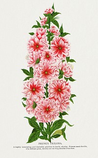 Prunus Triloba flower lithograph.  Digitally enhanced from our own original 1900 edition plates of Botanical Specimen published by Rochester Lithographing and Printing Company.