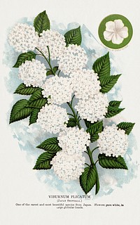 Japanese snowball flower lithograph.  Digitally enhanced from our own original 1900 edition plates of Botanical Specimen published by Rochester Lithographing and Printing Company.