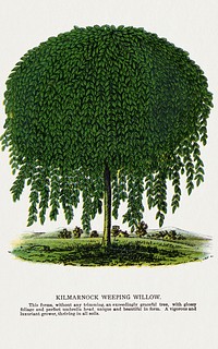 Kilmarnock Weeping Willow tree lithograph.  Digitally enhanced from our own original 1900 edition plates of Botanical Specimen published by Rochester Lithographing and Printing Company.