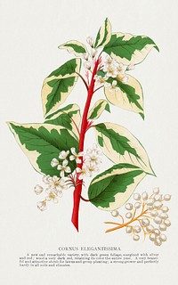 Cornus Elegantissima flowers lithograph.  Digitally enhanced from our own original 1900 edition plates of Botanical Specimen published by Rochester Lithographing and Printing Company.