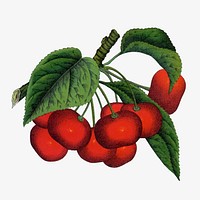 Red cherry illustration vintage botanical vector