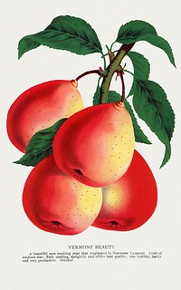 Vermont Beauty pear lithograph.  Digitally enhanced from our own original 1900 edition plates of Botanical Specimen published by Rochester Lithographing and Printing Company.