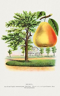 Seckel pear lithograph.  Digitally enhanced from our own original 1900 edition plates of Botanical Specimen published by Rochester Lithographing and Printing Company.