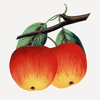 Red apples illustration vintage botanical vector