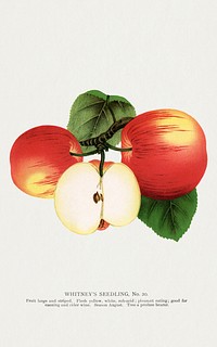 Whitney's Seedling apples lithograph.  Digitally enhanced from our own original 1900 edition plates of Botanical Specimen published by Rochester Lithographing and Printing Company.