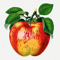 Apple clipart, vintage fruit illustration psd