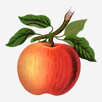 Red apple illustration vintage botanical vector
