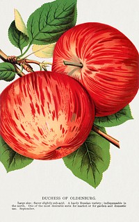 Duchess of Oldenburg apples lithograph from Botanical Specimen published by Rochester Lithographing and Printing Company. Digitally enhanced from our own original 1900 edition plates.