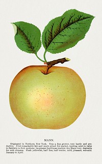 Mann apple lithograph.  Digitally enhanced from our own original 1900 edition plates of Botanical Specimen published by Rochester Lithographing and Printing Company.