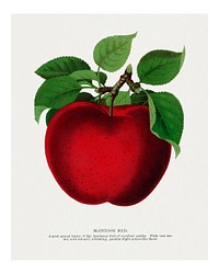 Red apple art print, vintage botanical lithograph