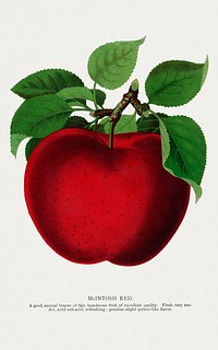 McIntosh Red apple lithograph.  Digitally enhanced from our own original 1900 edition plates of Botanical Specimen published by Rochester Lithographing and Printing Company.