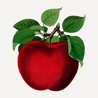 Red apple illustration vintage botanical vector