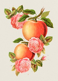 Vintage apple fruit, aesthetic botanical illustration