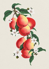 Vintage pear fruit, aesthetic botanical illustration