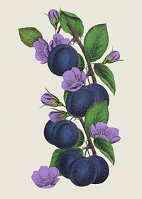 Aesthetic plum blossom sticker, vintage flower illustration psd