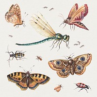 Insects, butterflies, dragonfly psd set, remixed from artworks by Jan van Kessel