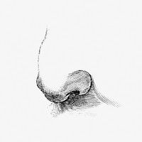 Human nose monochrome vintage illustration