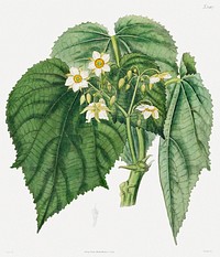 Entelea arborescens (1824) engraving in high resolution by the famous John Curtis. Original from Museum of New Zealand. Digital enhanced by rawpixel.