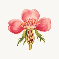 Vintage rose flower part botanical illustration psd, remix from artworks by L. Prang &amp; Co.