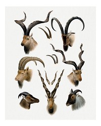 Vintage animal art print, safari animal illustration