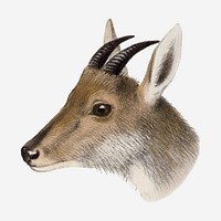 Goral clipart, vintage animal drawing vector